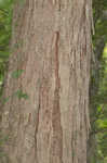 Water hickory